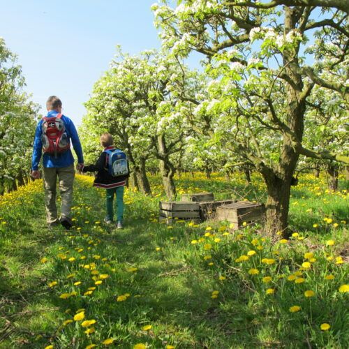 eBirds & Gemeente Kapelle - de bomen staan in bloei met bloesem en er loopt een vader met een zoon